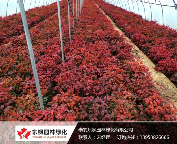 養(yǎng)護(hù)火焰南天竹注意事項(xiàng)