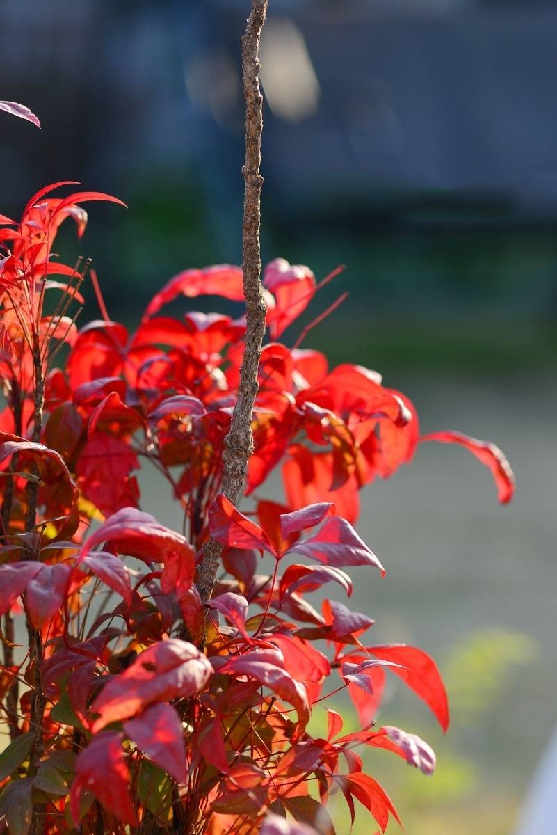 泰安東楓園林熱銷產品——火焰南天竹