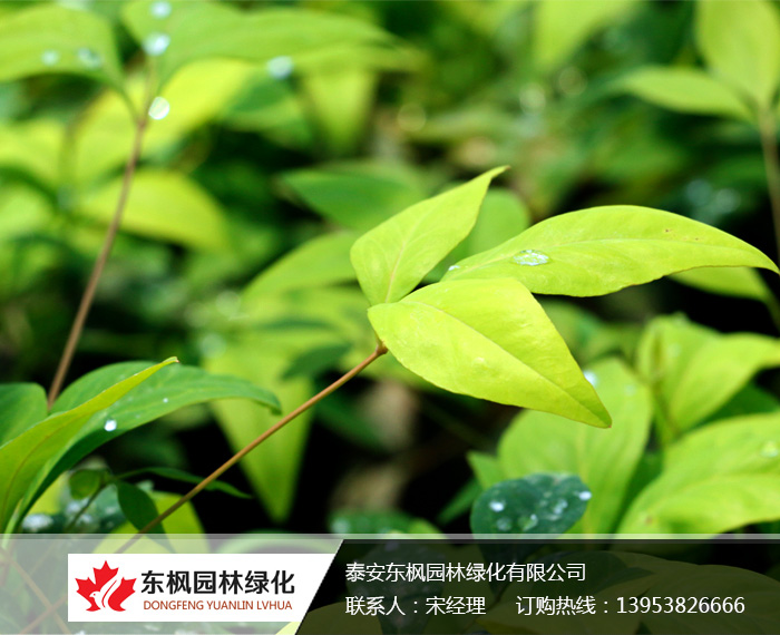 火焰南天竹入市以來熱度不減，未來幾年市場(chǎng)好！