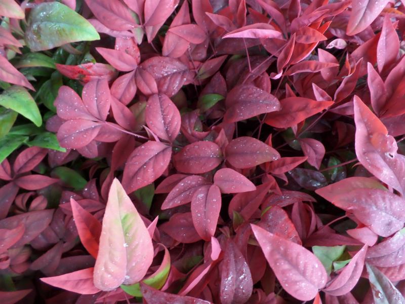 火焰南天竹入市以來熱度不減，未來幾年市場(chǎng)好！