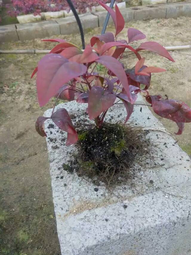 火焰南天竹入市以來熱度不減，未來幾年市場(chǎng)好！