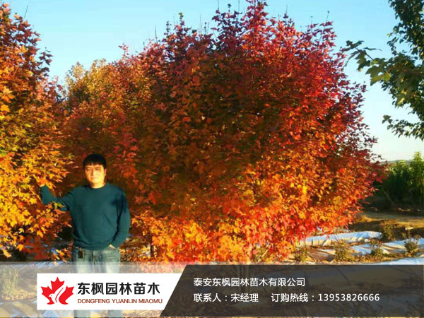 叢生紅點(diǎn)紅楓