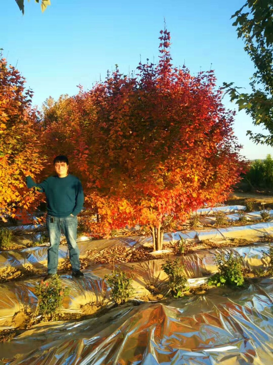 美國紅楓家族中的 “ 勞斯萊斯 ” ---- 泰安 東楓 “ 叢生紅點紅楓