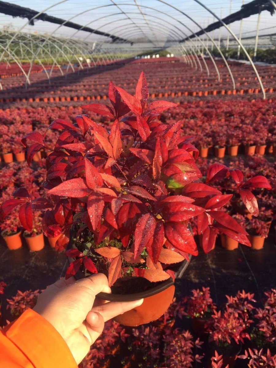 火焰南天竹日常養(yǎng)護(hù)注意事項