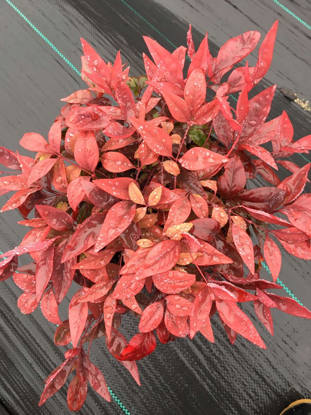 火焰南天竹日常養(yǎng)護(hù)注意事項