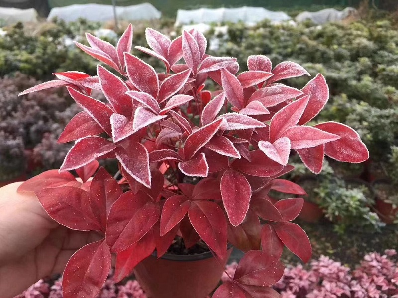 紅葉南天竹|火焰南天竹具備哪些觀特性？