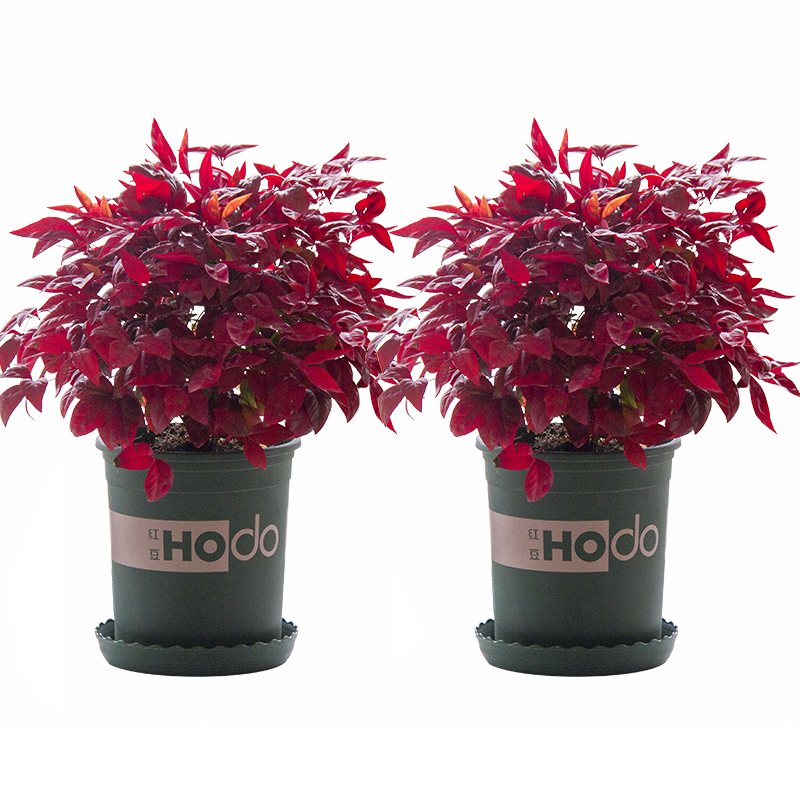 火焰南天竹——在冰冷的冬天，送你暖的色彩！